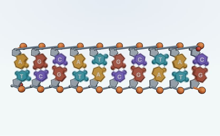 Kadr ze sceny: Budowa DNA i RNA